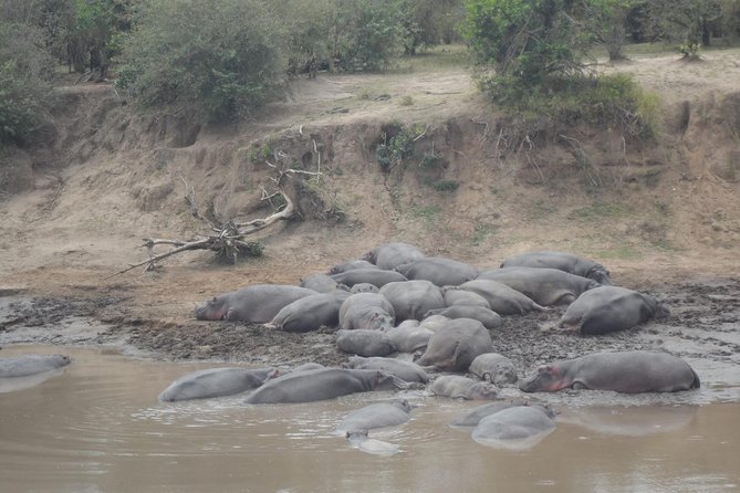 Masai Mara Budget 2 nights tented camp road Safari - The full Mara game drive on day two