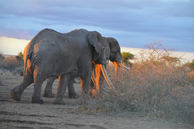 Masai Mara classic safari with optional Masai Village - Why the Masai Mara earns two full nights