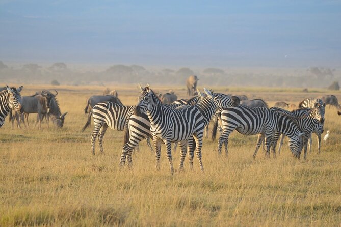 Masai Mara classic safari with optional Masai Village - The optional Maasai village visit