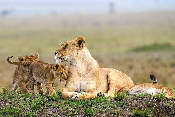 Masai Mara classic safari with optional Masai Village - The hot-air balloon option at $450