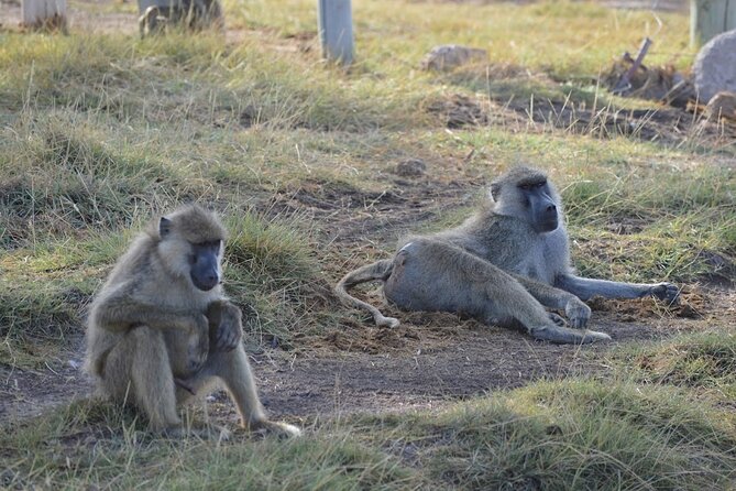 Masai Mara classic safari with optional Masai Village - Is $2,500 good value?