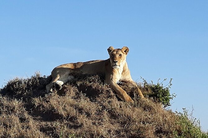 Masai Mara classic safari with optional Masai Village - Wildlife timing and the annual migration