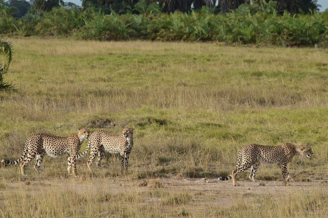 Masai Mara classic safari with optional Masai Village - Game viewing from the pop-up-roof van