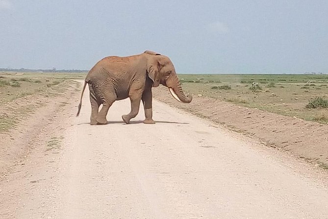 Masai Mara Full Day Tour from Nairobi, Naivasha or Nakuru - A very long day with a very big payoff