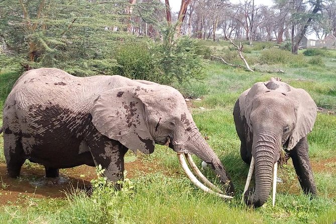 Masai Mara Full Day Tour from Nairobi, Naivasha or Nakuru - The first game drive begins at the gate