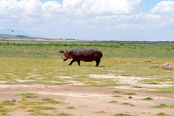 Masai Mara Full Day Tour from Nairobi, Naivasha or Nakuru - The main drawback: distance and fatigue