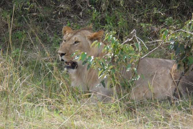 Masai Mara Full Day Tour from Nairobi, Naivasha or Nakuru - From Nairobi through the Great Rift Valley