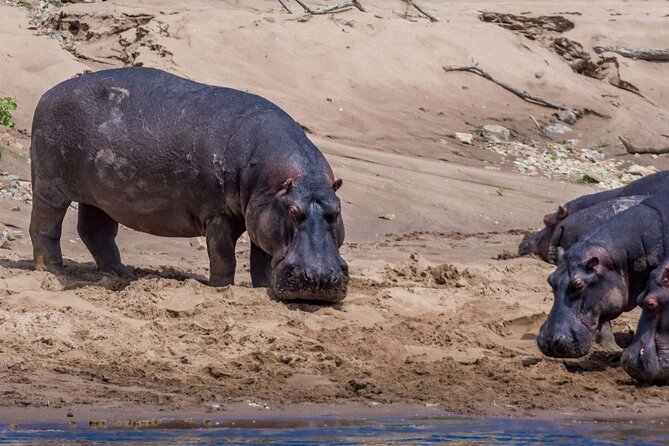 Masai Mara Game Drive - What the Game Drives May Offer