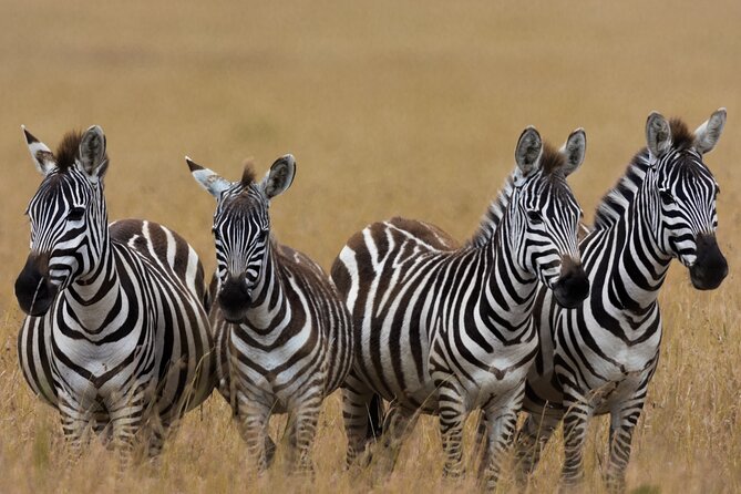 Masai Mara Game Drive - The Long Transfer From Nairobi