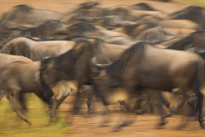 Masai Mara Game Drive - Should You Book the Masai Mara Game Drive?