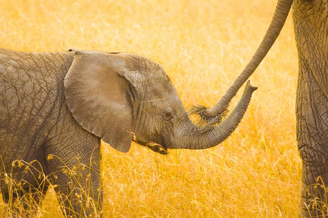 Masai Mara Game Drive - Private Vehicle, Private Group, and Better Flexibility