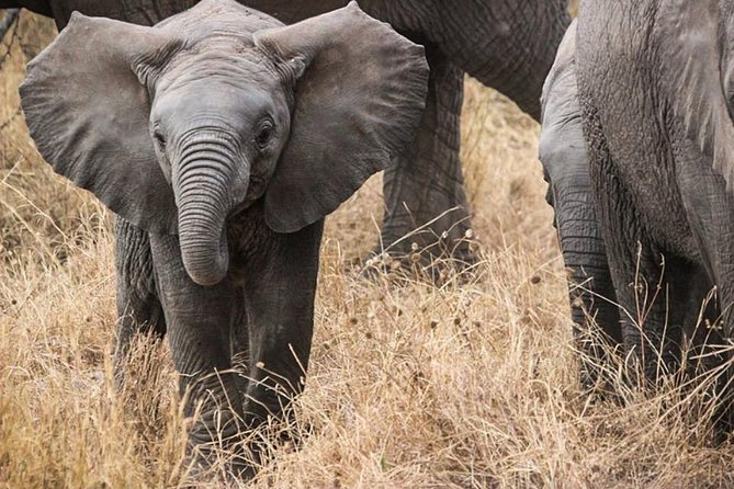 Masai Mara Game Reserve Safari Tour, 4 Days 3 Nights - Four days gives the Masai Mara room to work its magic