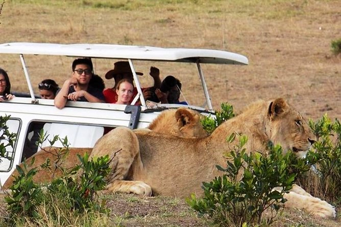 Masai Mara Game Reserve Safari Tour, 4 Days 3 Nights - Day three: choose a long drive or two shorter outings