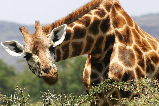 Masai Mara Game Reserve Safari Tour, 4 Days 3 Nights - Meals and lodge expectations