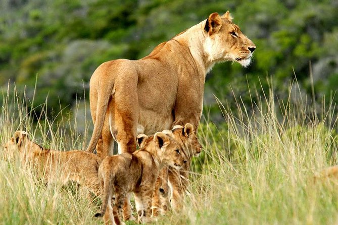 Masai Mara & Lake Nakuru Safari tour: 4-Day Kenya Adventure - Key points to know before booking