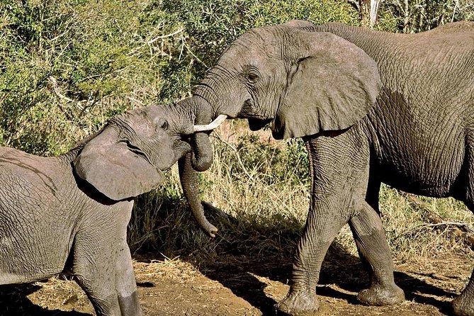 Masai Mara & Lake Nakuru Safari tour: 4-Day Kenya Adventure - How demanding is the safari?