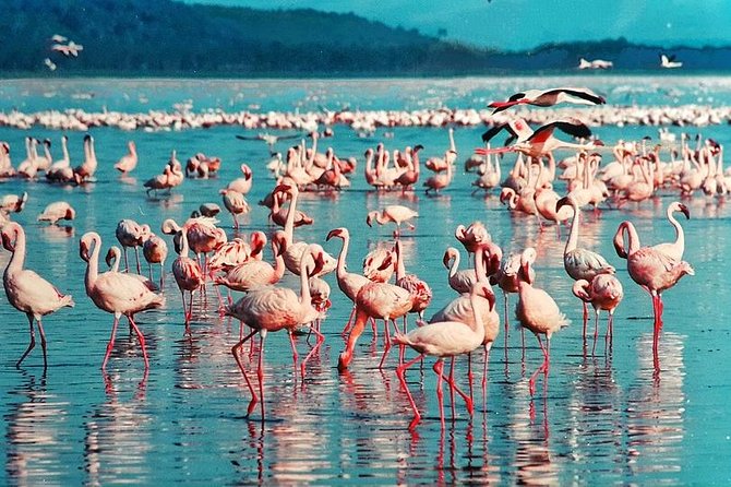 Masai Mara & Lake Nakuru Safari tour: 4-Day Kenya Adventure - Day two: a full day among Mara wildlife