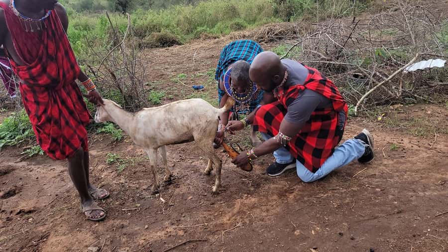 Masai Village Experience (Day trip) - A 2.5-hour visit built around participation