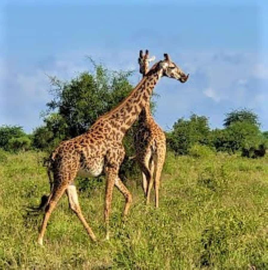 Mombasa: 2-Day Safari to Taita Hills Game Sanctuary - Key points to know before booking