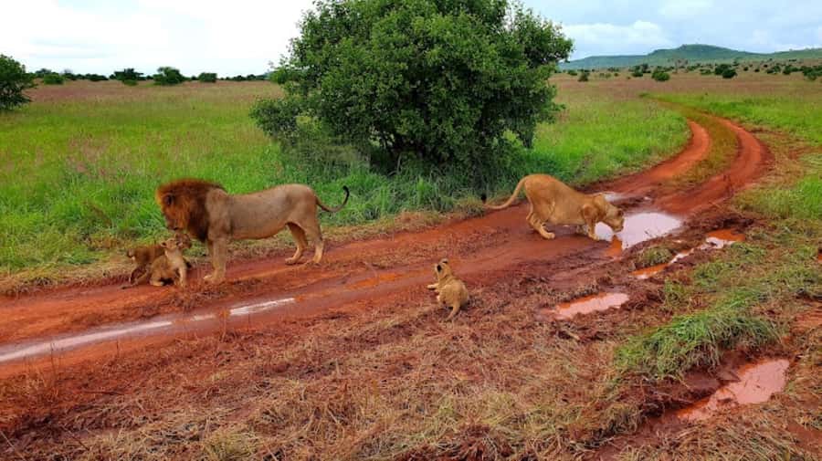 Mombasa: 2-Day Safari to Taita Hills Game Sanctuary - The early morning drive on day two