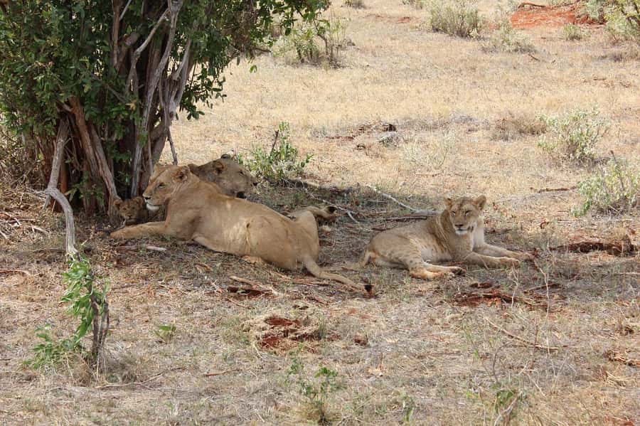 Mombasa: 3-Days 2-Nights Tsavo East and West Private Safari. - Who should book this safari