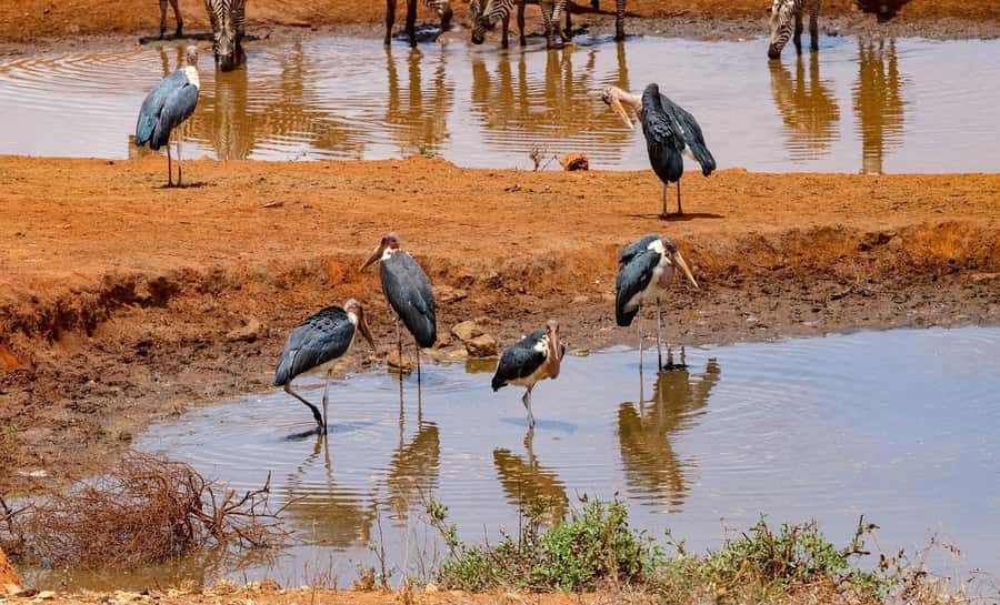 Mombasa: 3-Days 2-Nights Tsavo East and West Private Safari. - Day 2: From Tsavo West to the red plains of Tsavo East