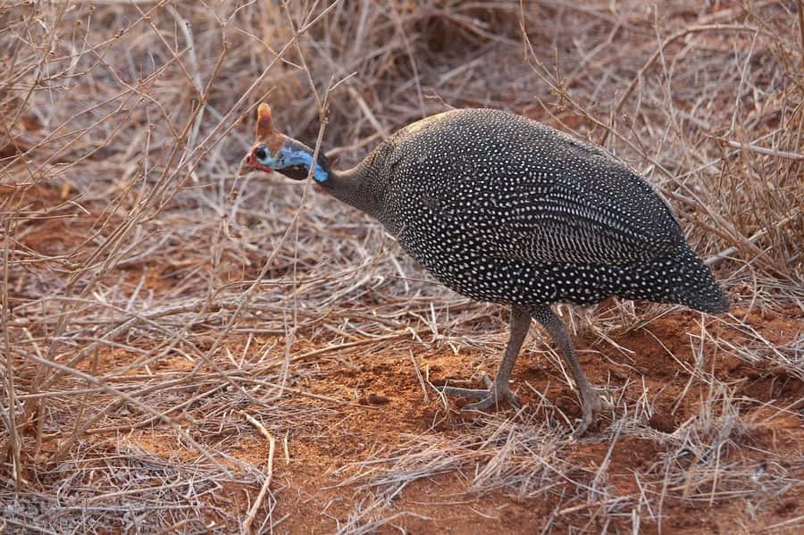 Mombasa: 3-Days 2-Nights Tsavo East and West Private Safari. - Day 3: One last drive before returning to the coast