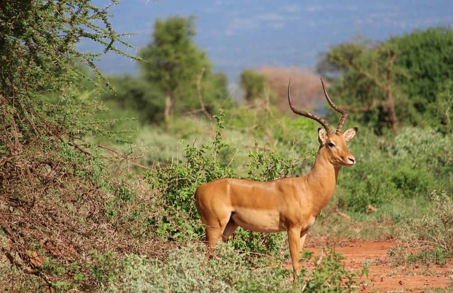 Mombasa: 3-Days 2-Nights Tsavo East and West Private Safari. - The private guide makes the difference