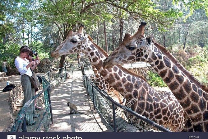 Mombasa city tour, Fort Jesus and Haller Park - Who will get the most from this tour