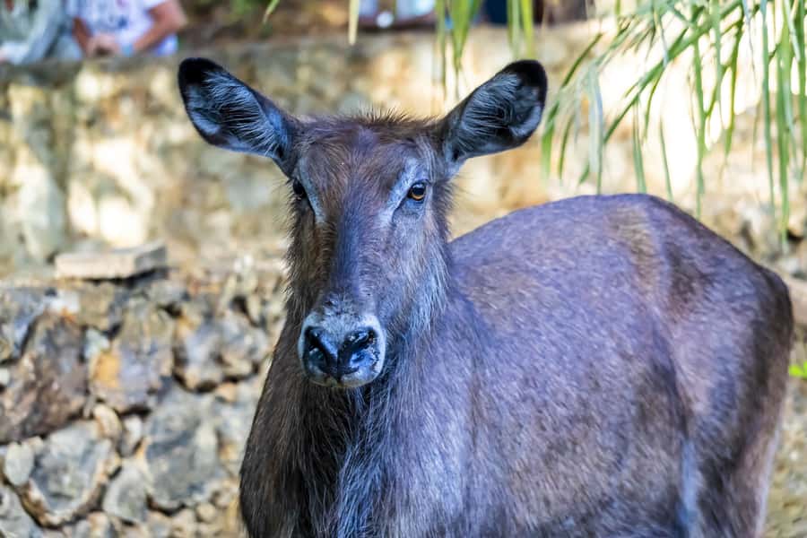 Mombasa City Tour: Fort Jesus Museum, Old Town & Haller Park - Fort Jesus and the story behind the walls