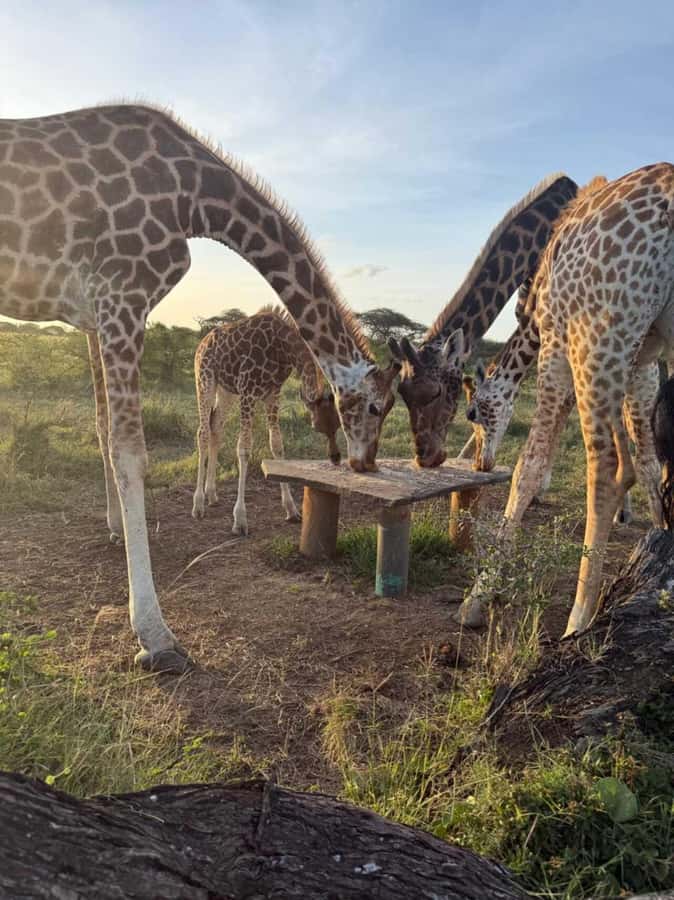 Mombasa Cultural & Wildlife Experience - Key points to know before booking