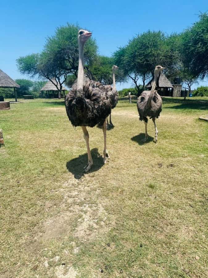 Mombasa Cultural & Wildlife Experience - From Mombasa hotels to Mtwapa
