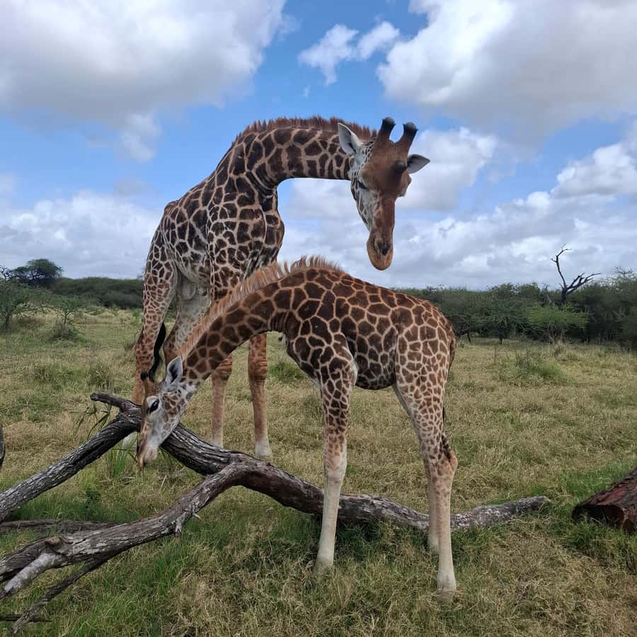 MOMBASA:FortJesus,OldCity,GiraffeOstrich,Oryx,Eland,WildTour - From city history to Nguuni’s wildlife