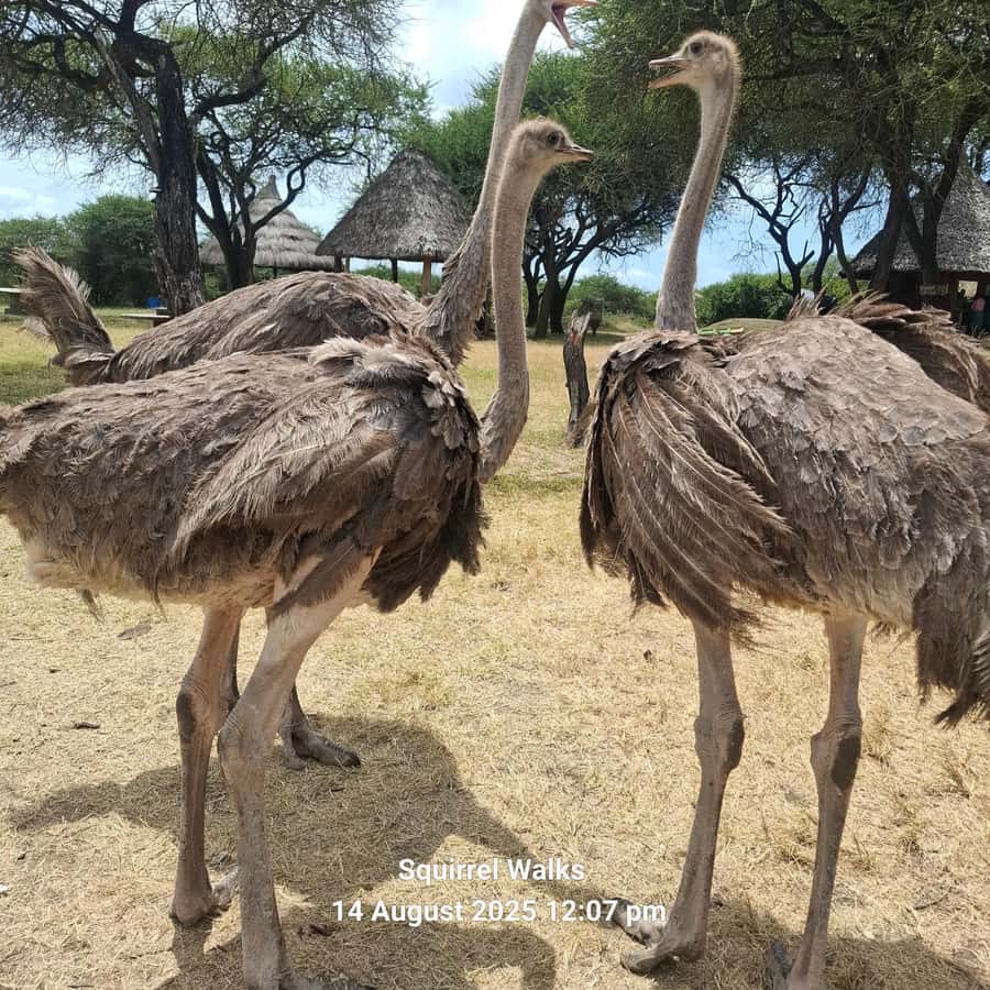 MOMBASA:FortJesus,OldCity,GiraffeOstrich,Oryx,Eland,WildTour - Starting at Fort Jesus on the harbor