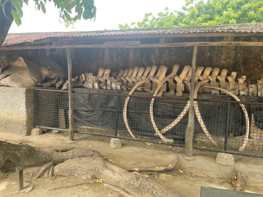 Mombasa Full Day City tour & Haller Park - Fort Jesus, built to control the coast