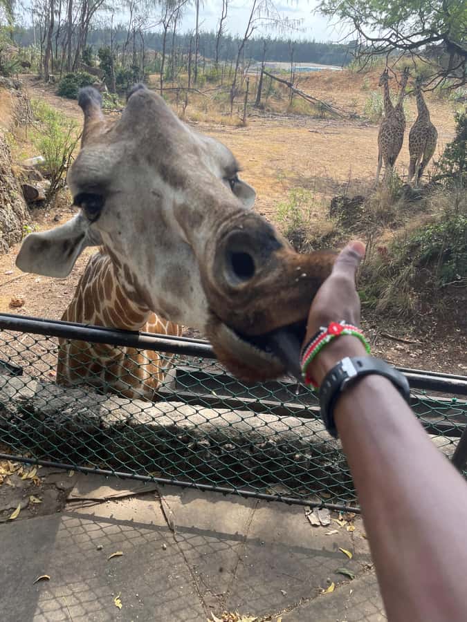 Mombasa Full Day City tour & Haller Park - Haller Park, from quarry to wildlife sanctuary
