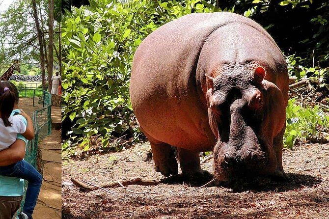 Mombasa Getaway with Haller Park Tours - What the guide can add to a flexible day