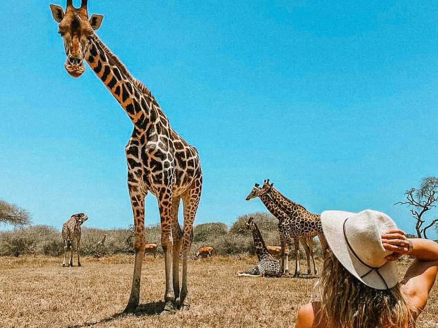 Mombasa: Guided Nature Walk Amongst Giraffes - Meeting giraffes at Nguuni Nature Sanctuary