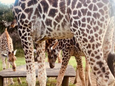 Guided Nature Walk Amongst Giraffes