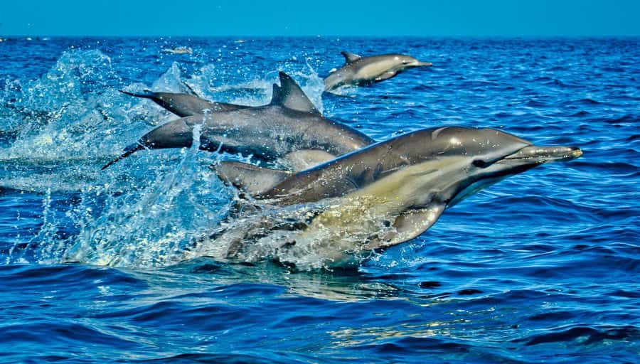 Mombasa: Kisite Park Private Cruise with Breakfast and Lunch - A full coastal day from Mombasa or Diani