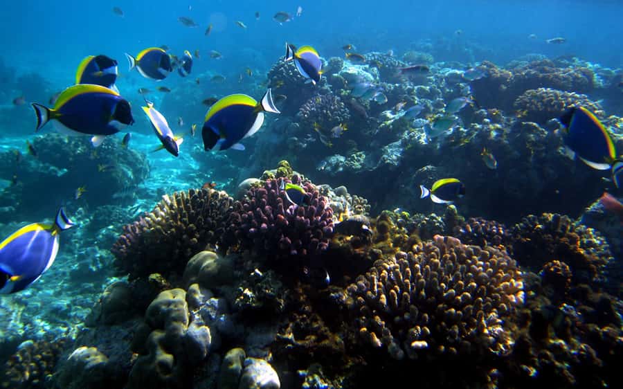 Mombasa: Kisite Park Private Cruise with Breakfast and Lunch - Who will enjoy this outing most