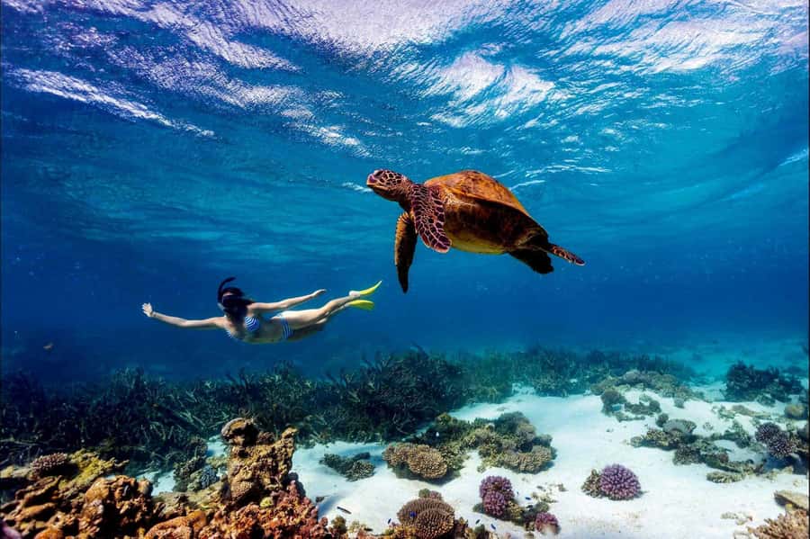 Mombasa: Kisite Park Private Cruise with Breakfast and Lunch - The boat ride and the search for dolphins