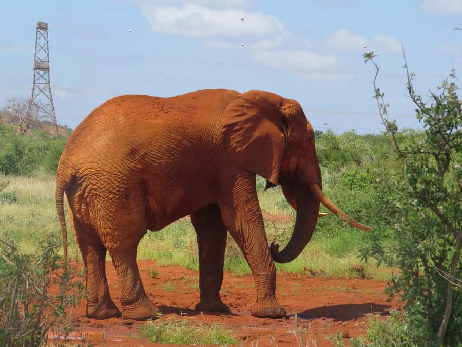 Mombasa: Tsavo East National Park Day Trip with Lunch - Comfort, safety, and who should skip it