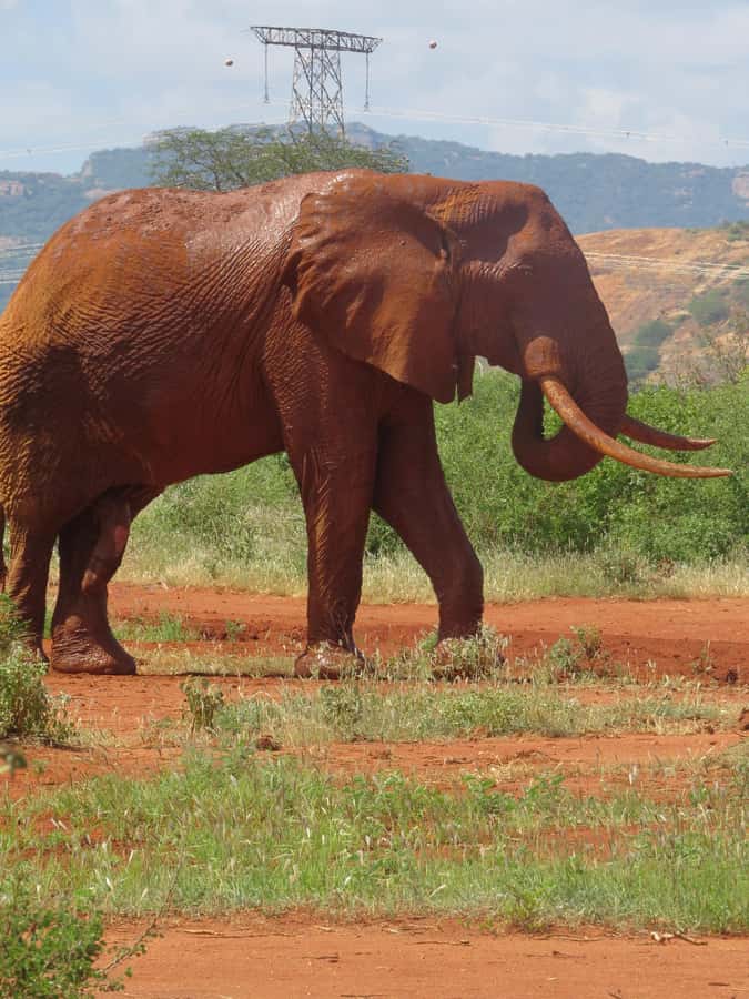 Mombasa: Tsavo East National Park Day Trip with Lunch - Red elephants and the Galana River