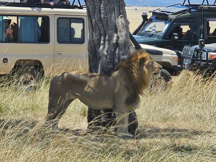 Mombasa: Tsavo East National Park Day Trip with Lunch - Four hours to find lions, rhinos, and smaller wildlife