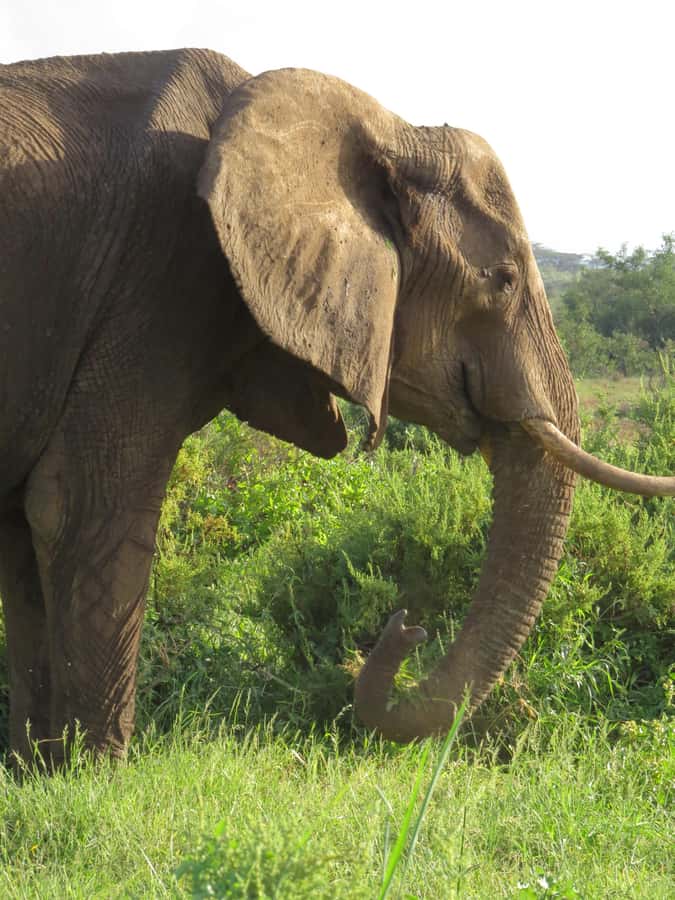 Mombasa: Tsavo East National Park Day Trip with Lunch - What the $153 price really covers
