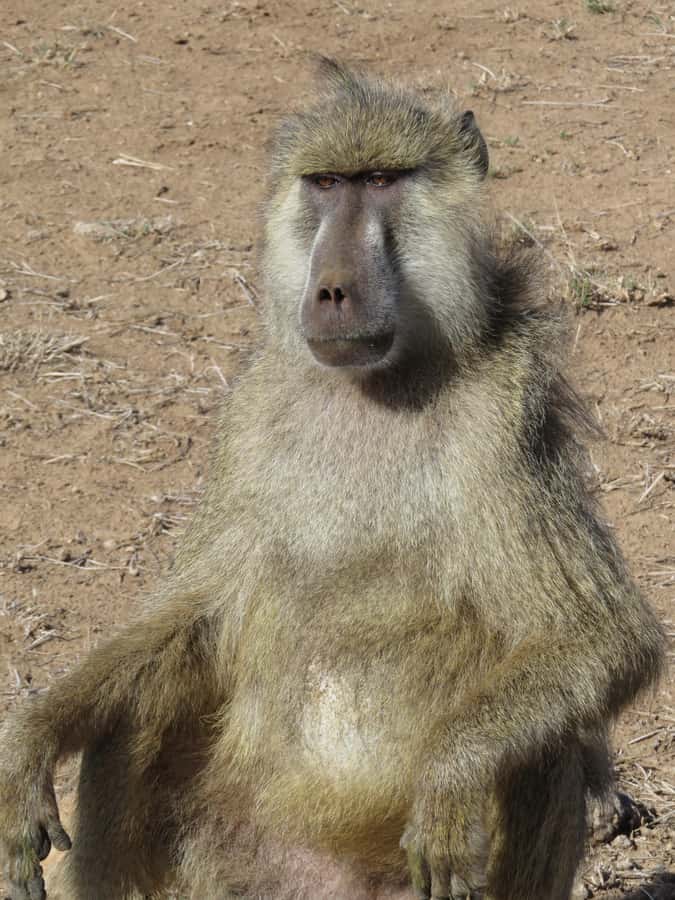 Mombasa: Tsavo East National Park Day Trip with Lunch - The three-hour ride from Mombasa or Diani Beach