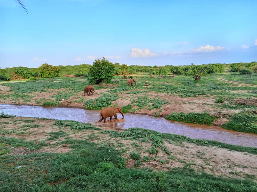 Mombasa: Tsavo East Ngutuni Sanctuary Overnight Safari - Lunch at the lodge and the value of the waterhole