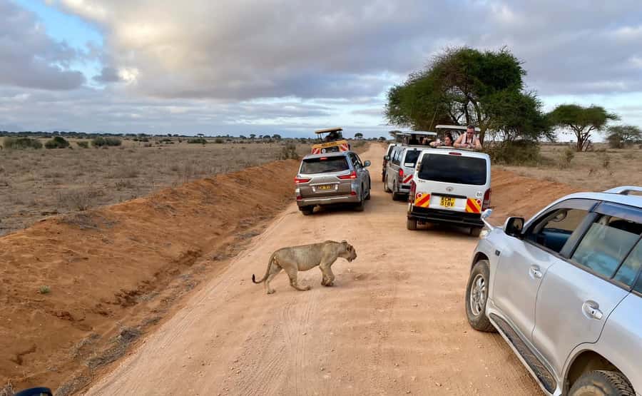 Mombasa: Tsavo East Ngutuni Sanctuary Overnight Safari - The first game drive: a fast start at Ngutuni