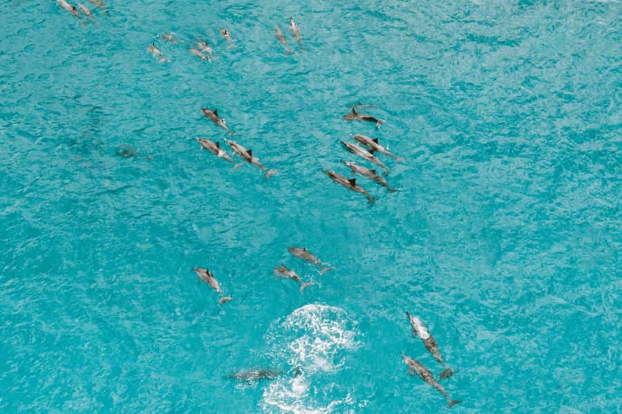 Mombasa: Wasini Dolphin Tour - What the $115 price really covers